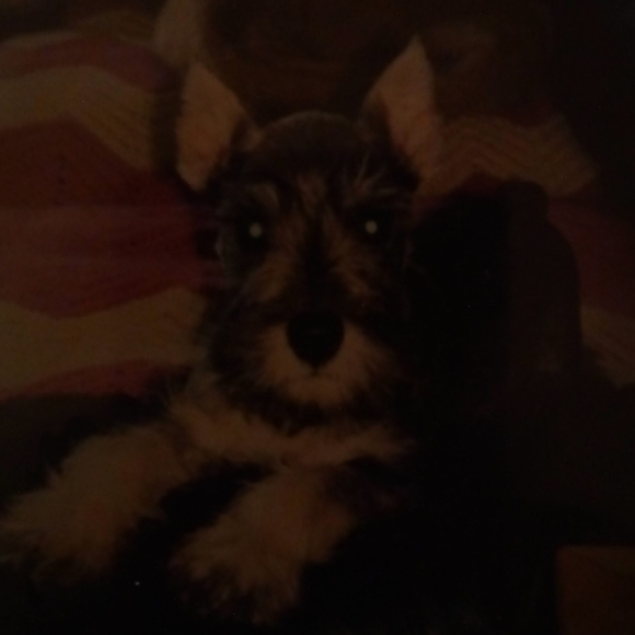 Meet your Posher, Ronald - Picture 2 of 2